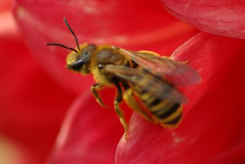 Halictus scabiosae